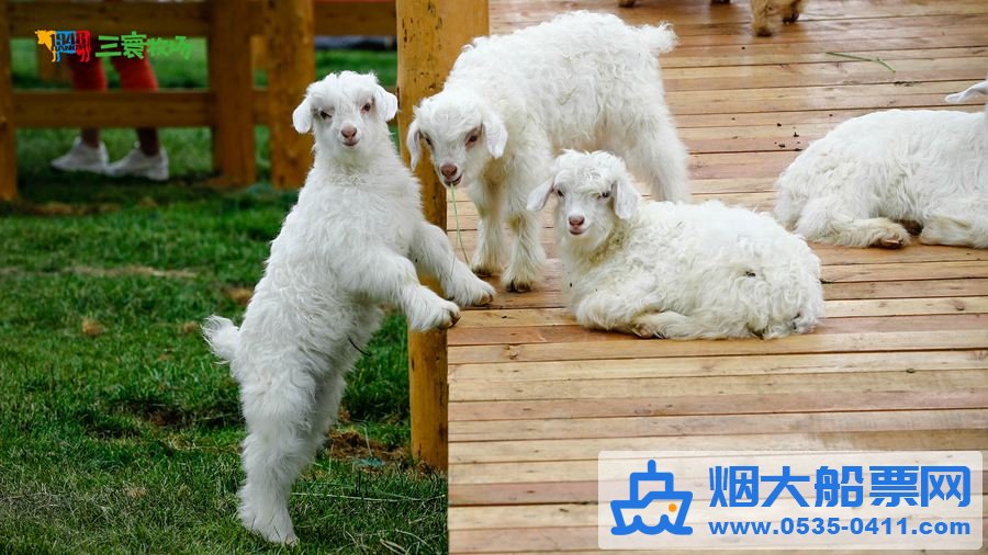 三寰牧场动物牧区