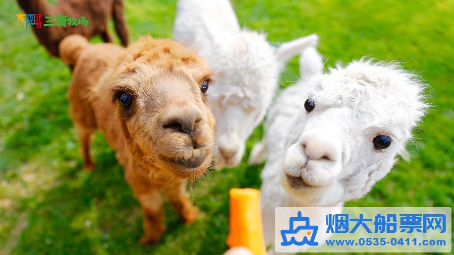三寰牧场动物牧区