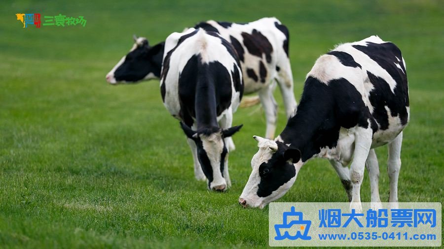 三寰牧场动物牧区