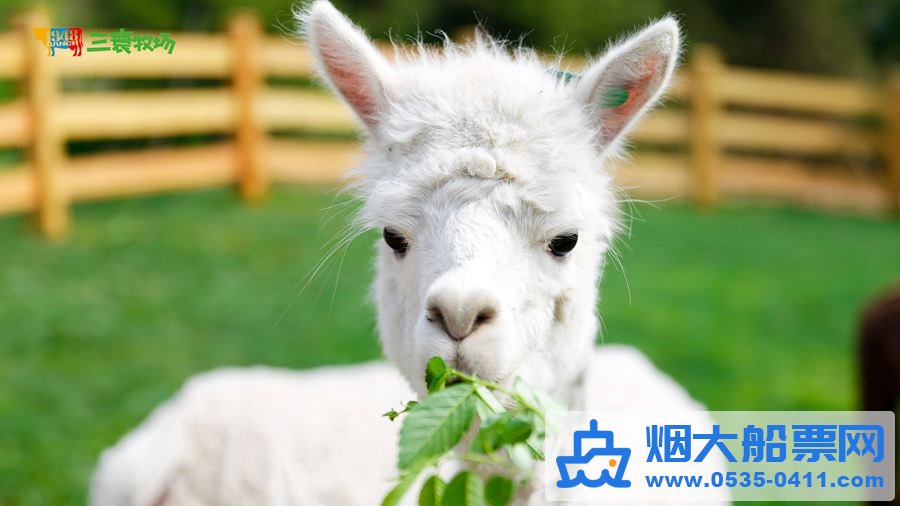 三寰牧场动物牧区